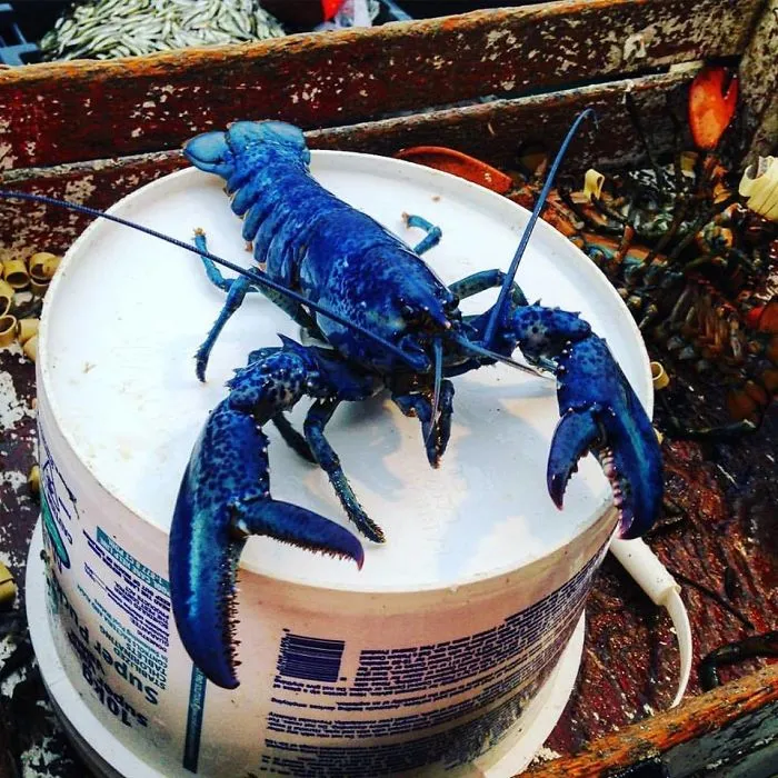 Mi amigo pescó una langosta azul. Las probabilidades eran 1 entre 2 millones