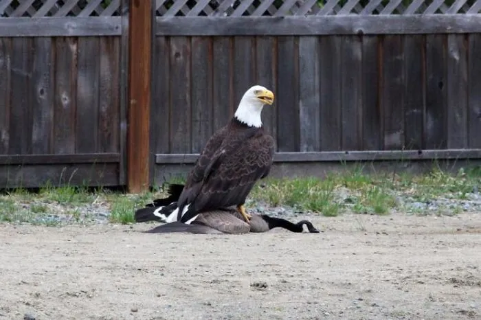 Bald eagle standing on a goose in a yard, with a wooden fence in the background. Nature's raw moments with wildlife.