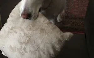 50 Times Pets Brought Their Owners The Most Unexpected Gifts