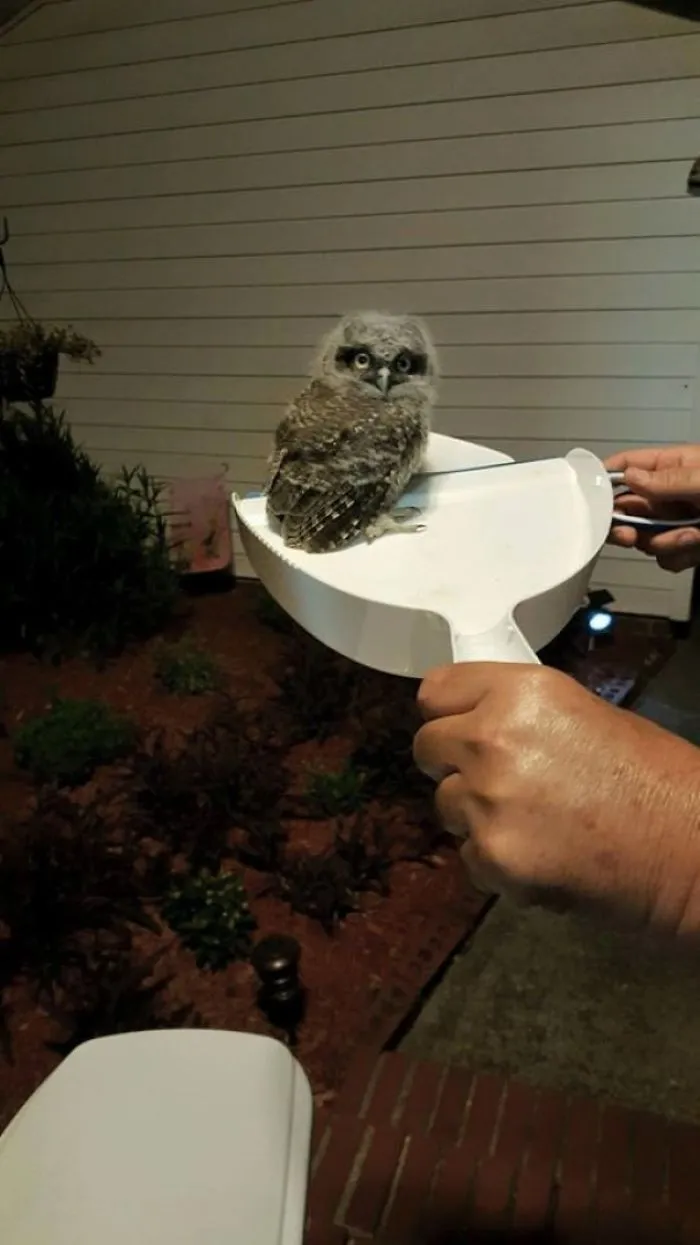 My Sister's Cat Brought In Another "Dead" Bird, Or So They Thought