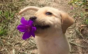 50 Times Pets Brought Their Owners The Most Unexpected Gifts