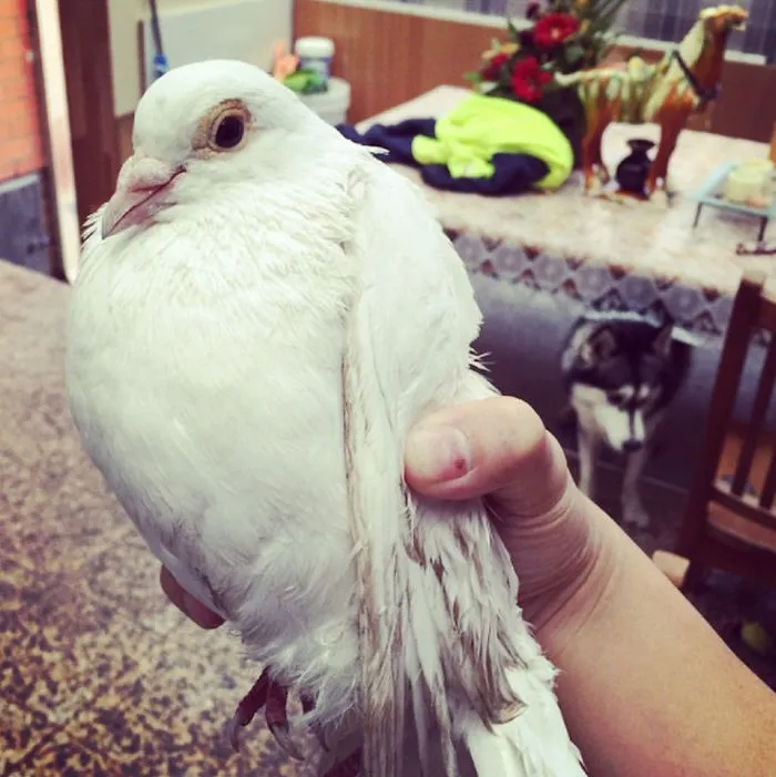 Mi perro me ha traido una paloma. Una maldita paloma