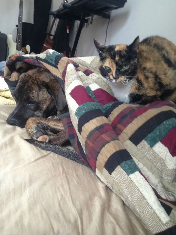 My 56 Pound Dog Is Too Afraid To Stand Up To My Roommate's 6 Pound Cat
