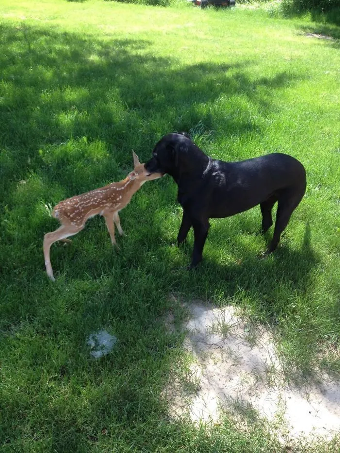 Mi perro ha traido un cervatillo a casa