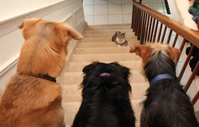 It's A Trap! Or At Least It Looks That Way To Dawn, My Cat, As She Decides Whether Or Not To Go Up The Stairs Past My Three Dogs: Jasper, Lilah And Tucker