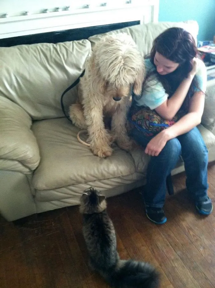 I Can't Get A Cat Because My 100 Lb Dog Is Terrified Of Them