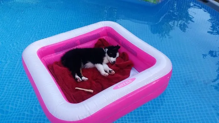 72 Spoiled Dogs That Live Better Than You Ever Will