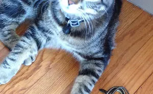 50 Times Pets Brought Their Owners The Most Unexpected Gifts