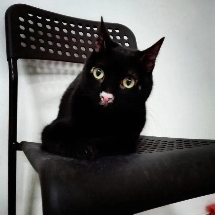 Es todo negro, pero su nariz es rosa