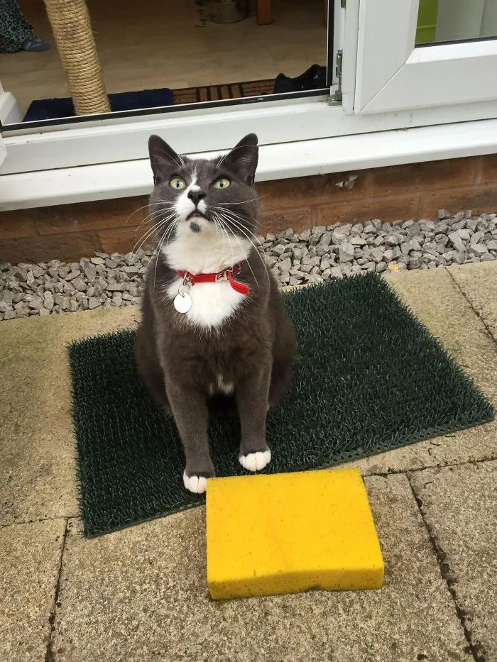 El gato no hace más que traer esponjas a casa