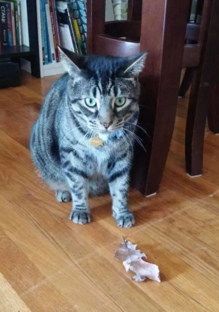 He Was Jealous Of His Brother's Hunting Skills So He Ran Outside And Caught A Leaf For Me