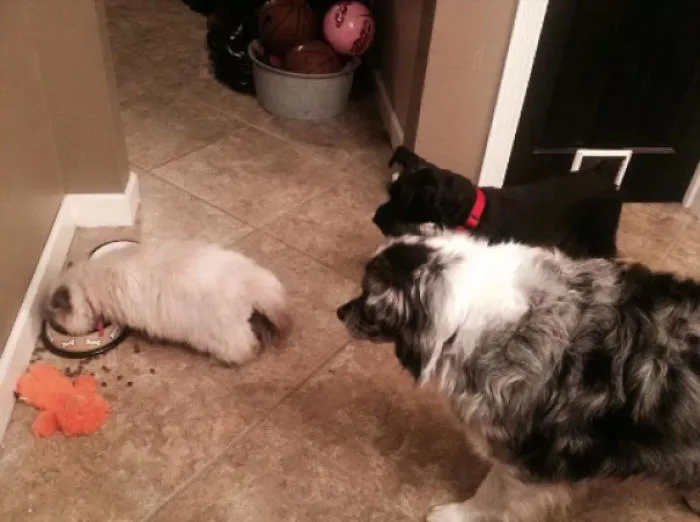 El gato comiéndose la comida de los perros mientras miran