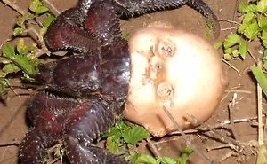 42 Times Nature Made Us Say NOPE" (WARNING: This List Might Be Too Scary For You)"