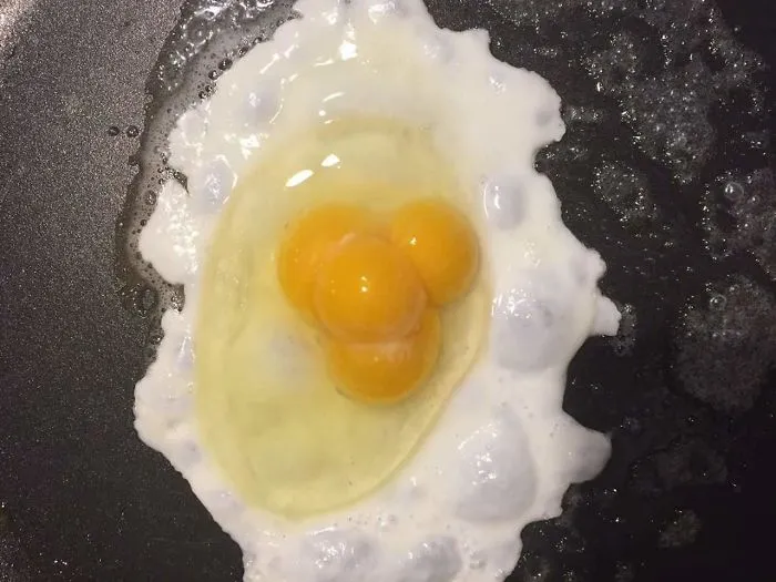 Eggsperts Say Odds Are 11 Billion To 1