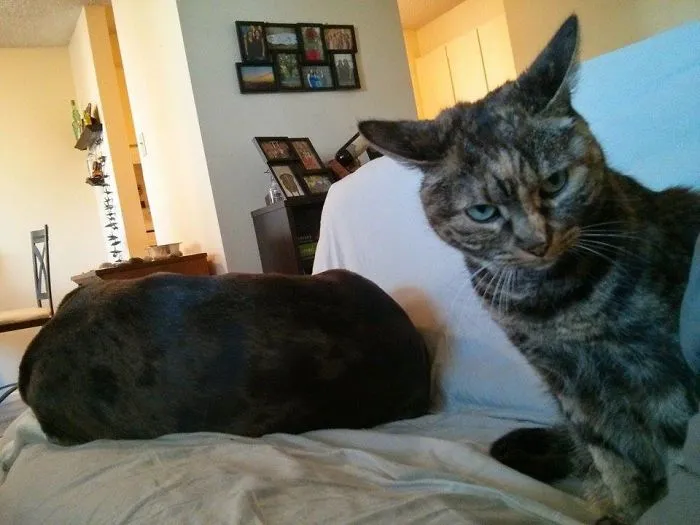 Perro recién adoptado, esta es la opinión del gato