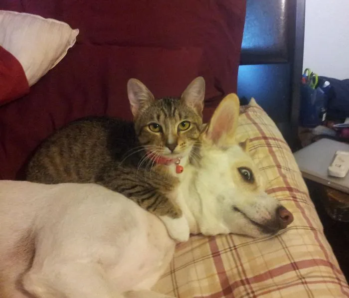 Cuando adopté un gato, tuve que regalar a mi perro. Al gato, concretamente. Ahora es su amo