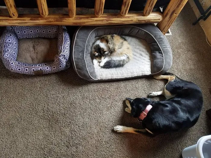 My Cat Is An Asshole, And My Dog Is Too Nice To Do Anything About It