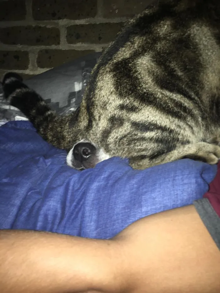 My Cat Doesnt Like My Dog, Taking His Hate To The Next Extreme