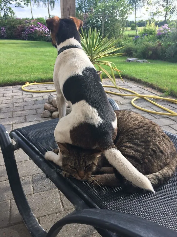 Creo que el perro no respeta al gato