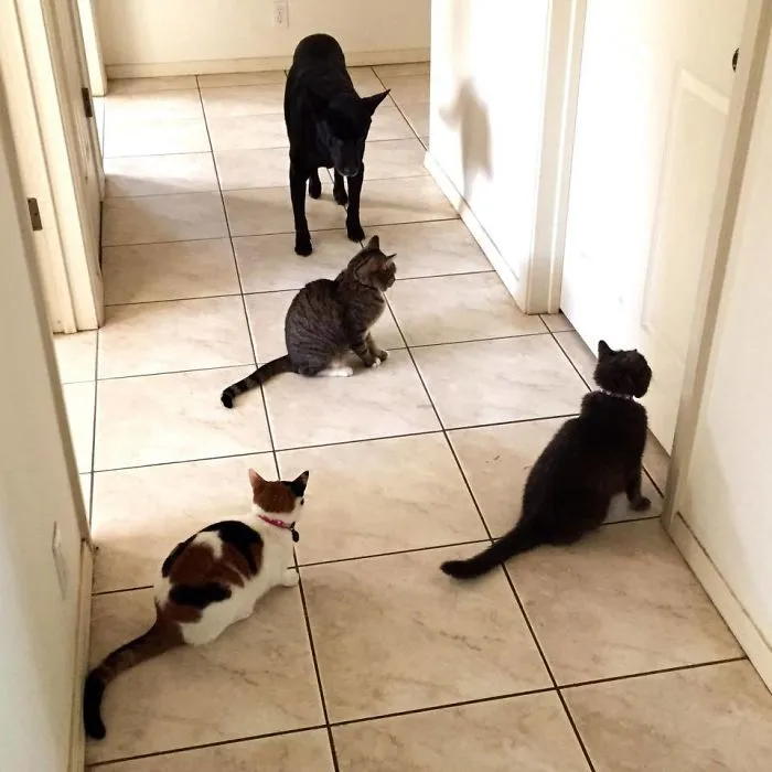It Is Very Possible That My SO Is In The Bathroom And The Pets Have Not Been Fed Yet