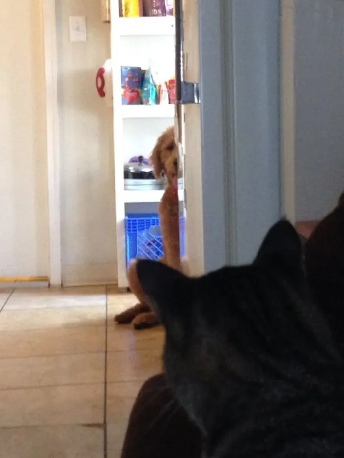Thats Right Dog! Be Afraid!