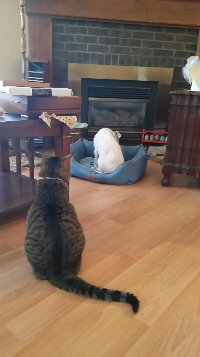 My Parent's Dog Is Terrified Of The Cat Because It Knows It Is In His Bed. He Is Going Out Of His Way To Avoid Eye Contact