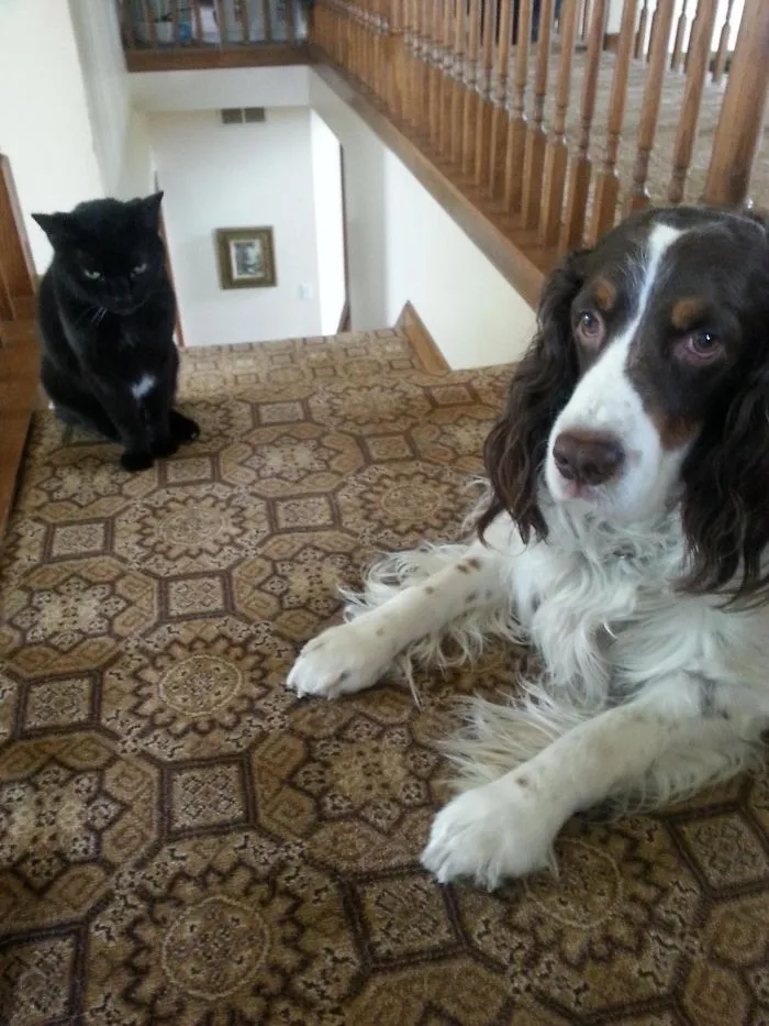 Queen Asshole, Reigning So Hard. Refuses To Let The Dog Downstairs
