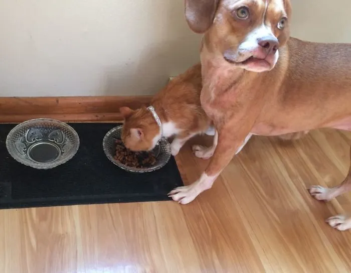 She Makes The Dog Wait To Eat