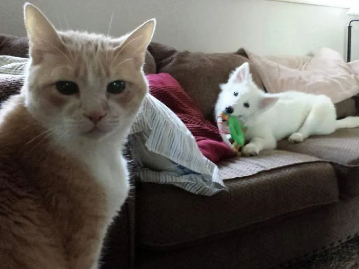 Is It Staying?.. Our Cats Reaction To The New Puppy