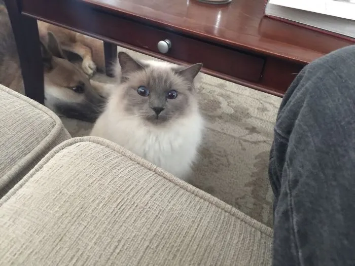 We Brought Home A New Puppy. This Was Our Cats First Reaction