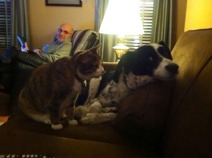 I Think My Cat Is Terrorizing My Dog