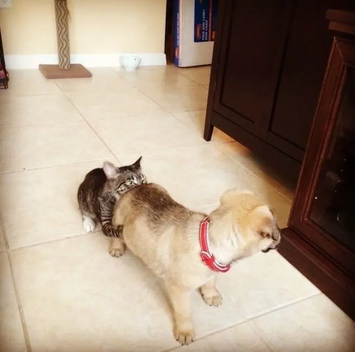 'That Cat Just Tongue Punched That Dog In The Fart Box'- My Husbands Exact Words When He Saw This Pic