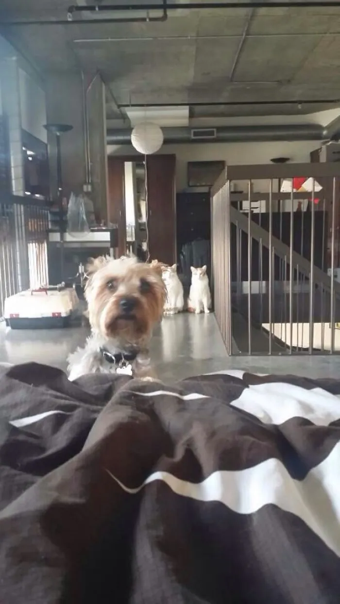 Mi novia se mudó conmigo y trajo a su perro. Pensábamos que chincharía a los gatos, pero es al revés