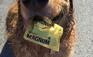 50 Times Pets Brought Their Owners The Most Unexpected Gifts