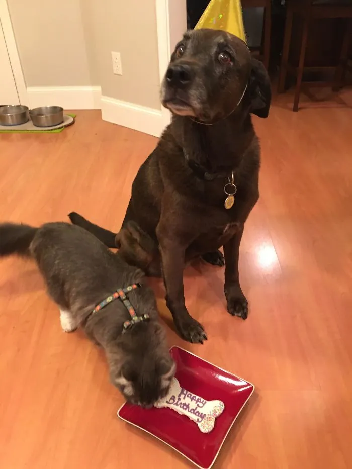 It's Dog's Birthday. Cat Don't Care