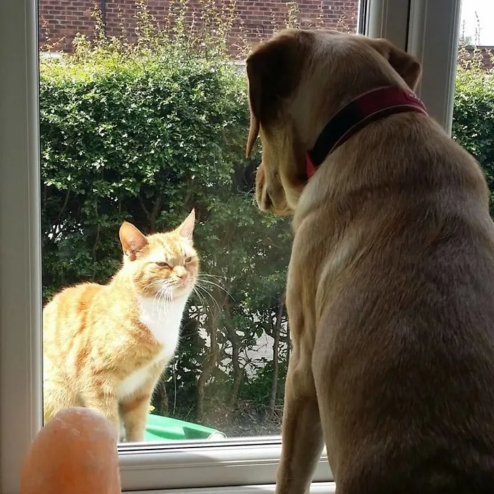 My Cat Was Not Pleased When We Got A Dog Last Year