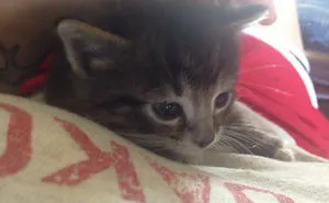 50 Times Pets Brought Their Owners The Most Unexpected Gifts