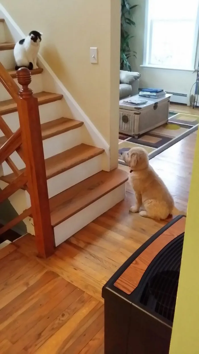 We Got A New Puppy. The Cat Is Skeptical