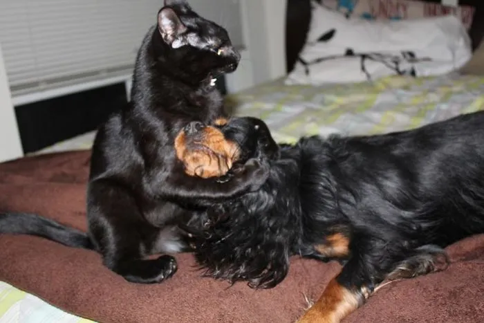 First Picture My Wife Took And Is Pleased With, Our Dog And New Kitten