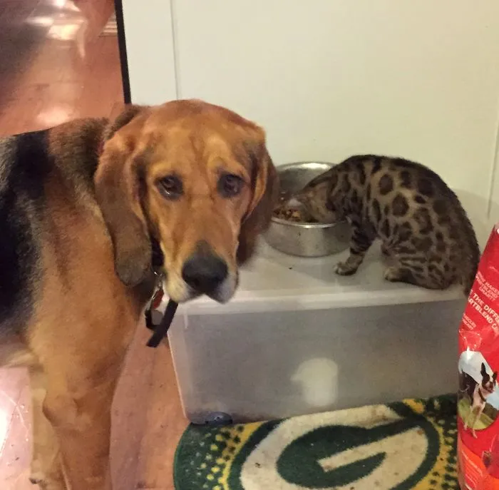 Our Dog Newman Just Realized He Has Become Our Kitten's Bitch