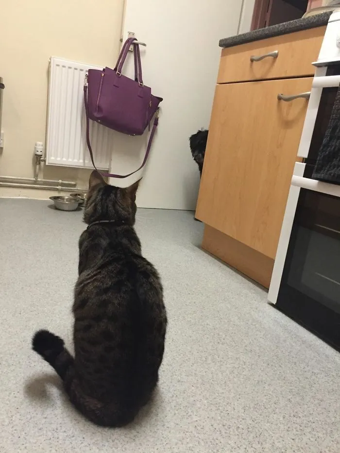 She Needs A Wee, But The Cat Won't Let Her Past