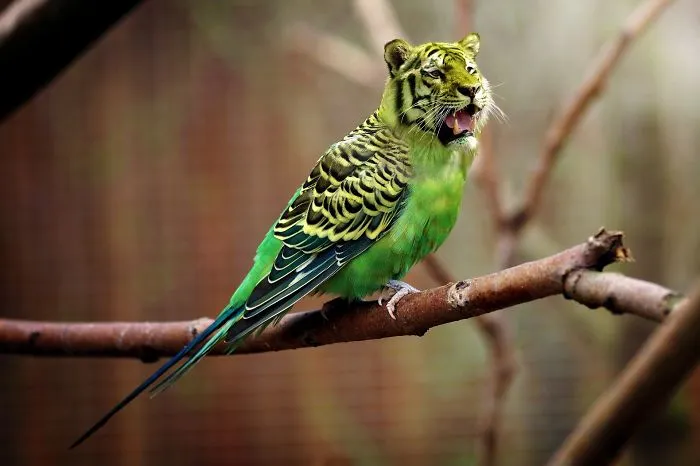 68 Unusual Cat And Bird Hybrids Bred In Photoshop (Add Yours)