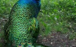 68 Unusual Cat And Bird Hybrids Bred In Photoshop (Add Yours)