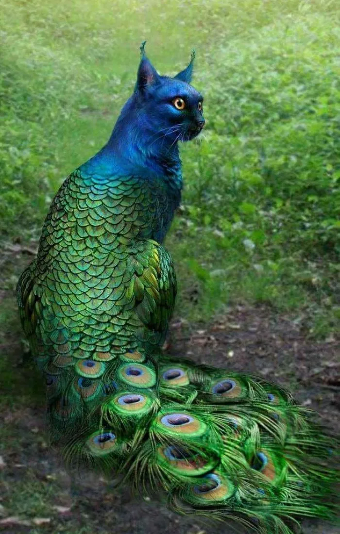 68 Unusual Cat And Bird Hybrids Bred In Photoshop (Add Yours)