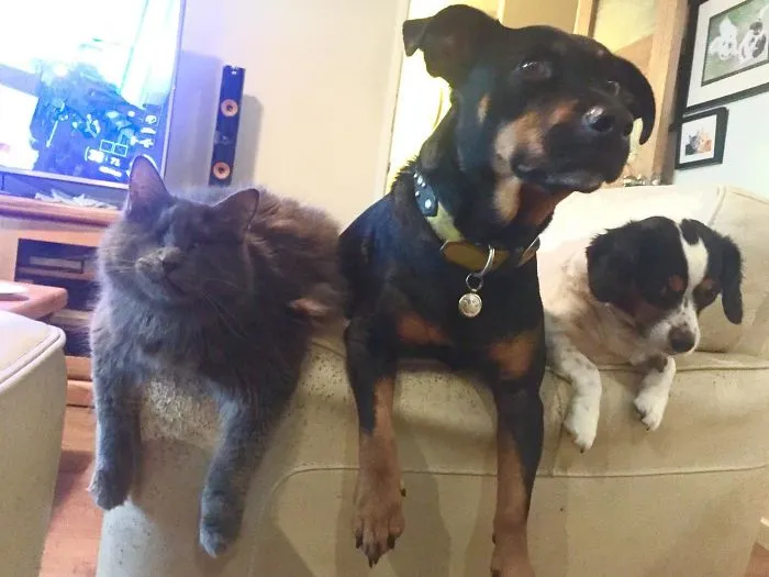 Mi gato ciego de relax con los perros