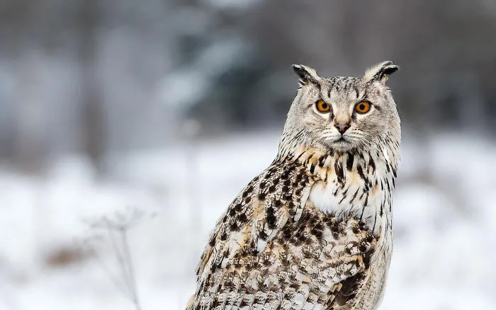68 Unusual Cat And Bird Hybrids Bred In Photoshop (Add Yours)
