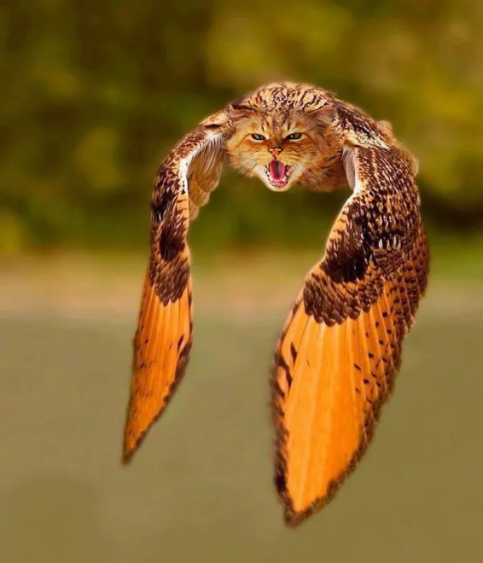 68 Unusual Cat And Bird Hybrids Bred In Photoshop (Add Yours)