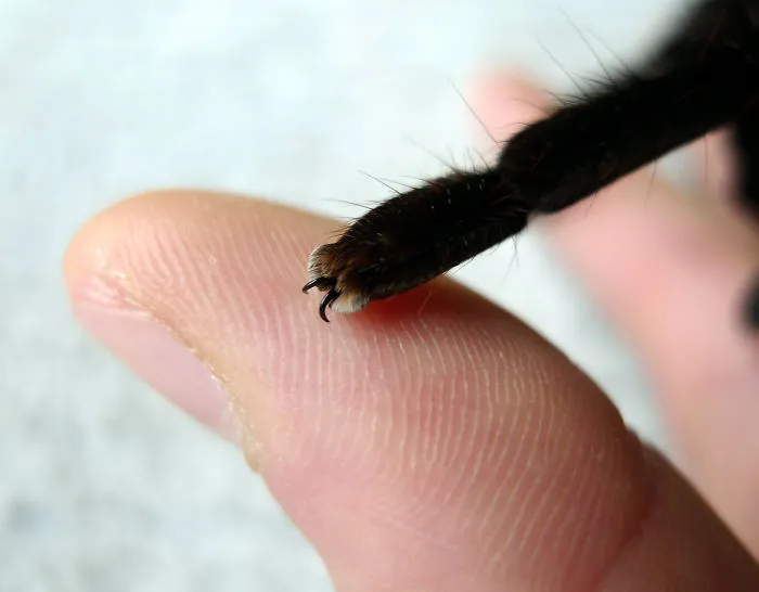 Turns Out, Spiders Have Tiny Paws, And It May Change The Way You Look At Them
