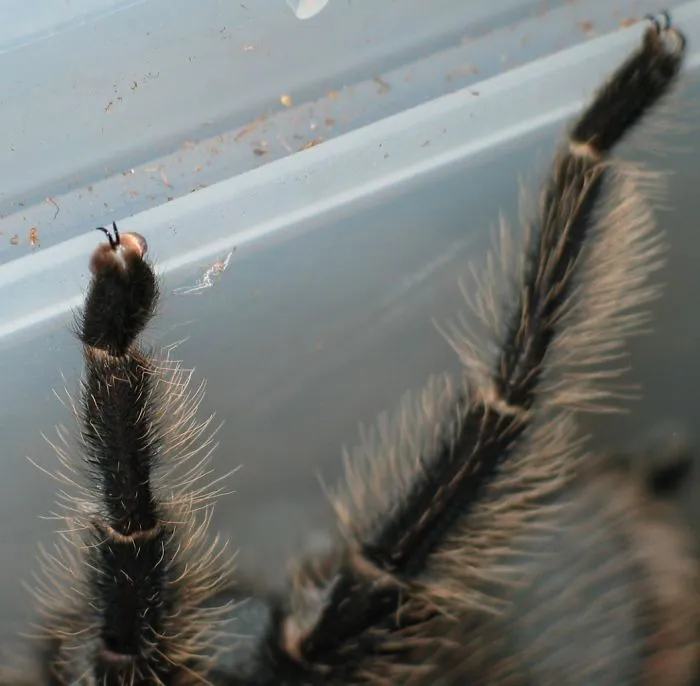 Turns Out, Spiders Have Tiny Paws, And It May Change The Way You Look At Them