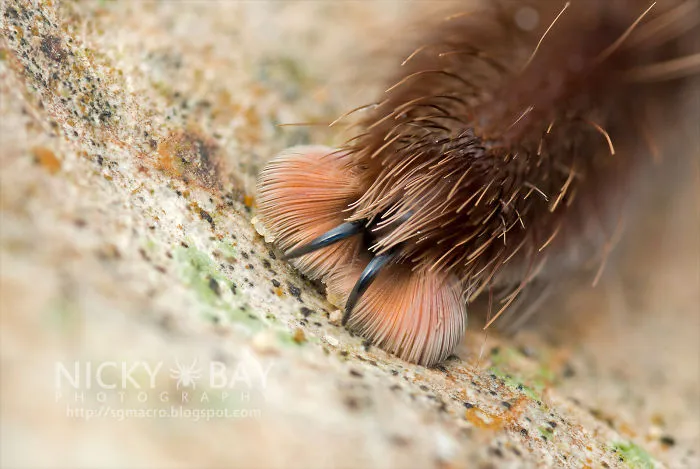 Turns Out, Spiders Have Tiny Paws, And It May Change The Way You Look At Them